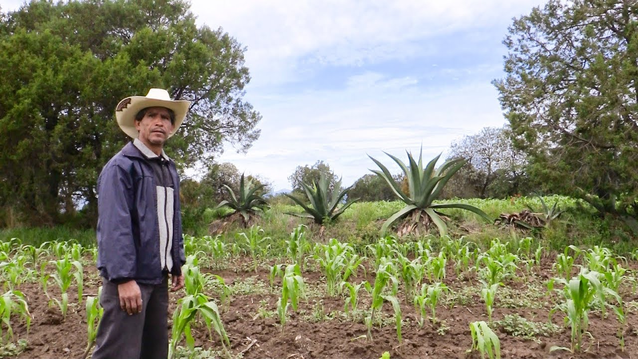 Grupo Vicente Guerrero producción campesina que protege la vida