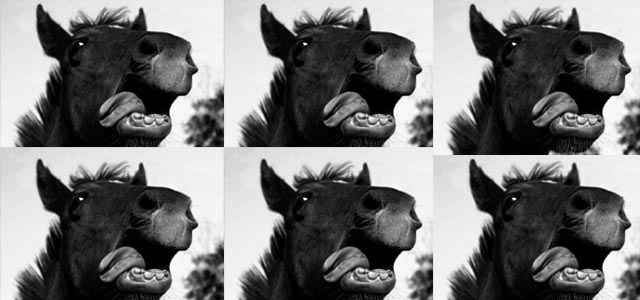 lengua-caballo.jpg/