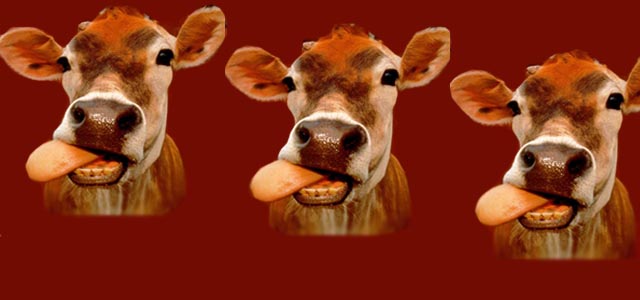 lengua-cow-ok.jpg/