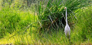 Un trajín con Olintlalli