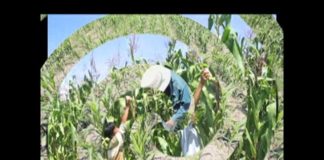 ¡Transgénicos con un pie en México!…