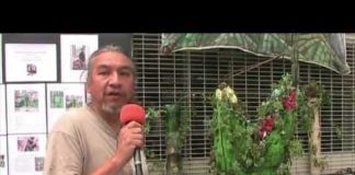 ¡Fausto Arrellin y el Verticalízmo verde!