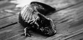 Michmani: un santuario para Axólotl