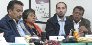 Soya transgénica amenaza a 20 mil familias mayas