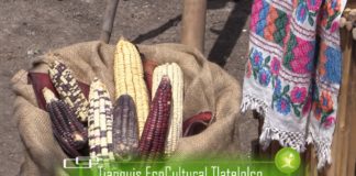 Productos saludables entre huertos y jardines