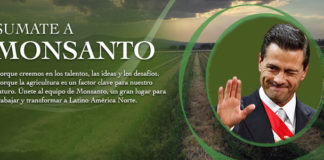 Presidencia pide anular decreto sobre zona libre de transgénicos en Yucatán