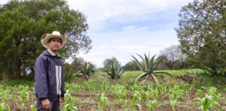Grupo Vicente Guerrero, producción campesina que protege la vida