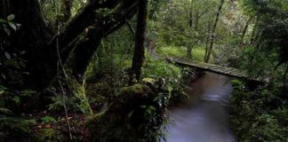 El Bosque de Niebla celebra su 2° Festival “Caminando a las Cañadas”