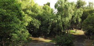 Colectivo Vive Actipan exige rescatar predio de Oso 51