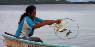 Cooperativa de mujeres de Chacahua buscan conservar especie nativa
