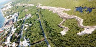 Denuncian relleno de 3.6 hectáreas de manglar en Puerto Morelos, Cancún, Quintana Roo