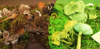 Expo Hongo Internacional y recorrido micoturístico en el Estado de México