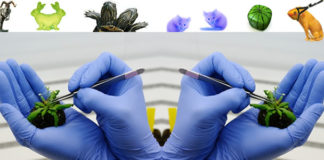 Innovación: entre la técnica y el poder. Primera Parte