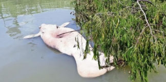 Cooperativas de Tabasco señalan a Pemex como responsable de muertes de manatíes