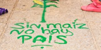 Necesario un sistema alimentario que asegure reserva y abasto de maíz: Sin Maíz No Hay País