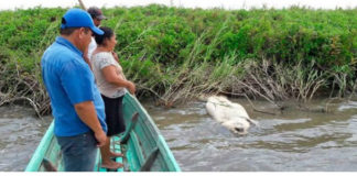 Ante cerco sanitario cooperativas pesqueras de Tabasco recienten la falta de trabajo