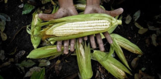 No hubo fallo en juicio a Monsanto, la suspensión de siembra transgénica sigue