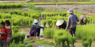 Alimentar a 10 mil millones en 2050 un desafío para el mundo