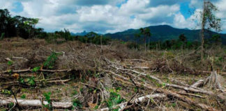 En el último año aumentó la deforestación de la selva amazónica brasileña en 13%