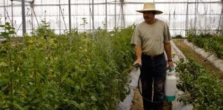 Garantía Participativa: en las entrañas el Mercado el 100