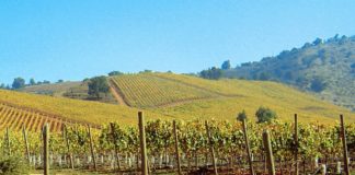 Francia prohíbe herbicida de Monsanto