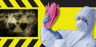 Cinco razones para partirle su mazorca transgénica a Monsanto