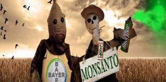 Tercer revés a Monsanto en juicios millonarios
