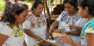 Mujeres mayas salvan a las abejas y se convierten empresarias