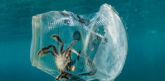 Sin plásticos en la CDMX a partir de diciembre de 2020