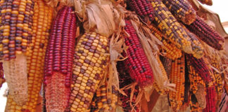 Piden a AMLO emitir decreto para que México no siembre transgénicos