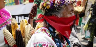 Suprema Corte invalida decreto de Zona Libre de Transgénicos en Yucatán