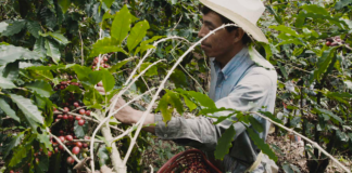 Radiografía del café en el documental Six dollar cup of coffee