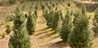 Inicia venta navideña con expo cooperativa en la GAM