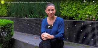 Última oportunidad de proteger maíces nativos: Julieta Ponce