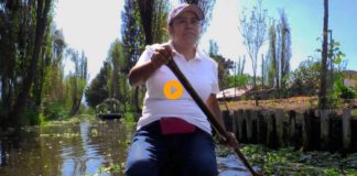 Cooperativa Olintlalli mantiene el legado chinampero en Xochimilco