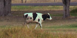 Consumo excesivo de carne devasta al planeta: Greenpeace