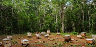 Miel falsa china pega a productores mayas y sus cooperativas