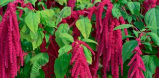 Oaxaca decreta Día del Amaranto, punta de lanza para la economía solidaria