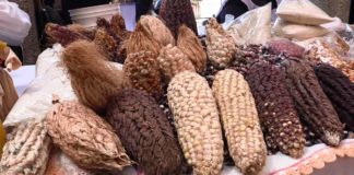 Denuncian alza en precio de maíz y falta de acceso al agua en la Sierra Norte de Puebla