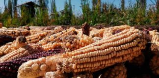 Exigen a diputados aprobar Ley de Protección al Maíz