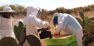 En Guanajuato, comunidades enfrentan la pandemia con autosuficiencia alimentaria