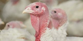 Granja Cocotla ofrece sus productos por pedido en CDMX