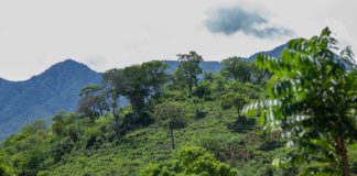 Piden al presidente y a gobernadores “Nueva Normalidad” desde los pueblos indígenas