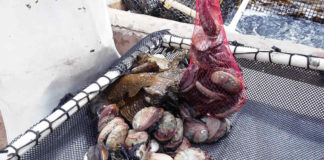 Semiparalizada la actividad de cooperativas pesqueras en Baja California