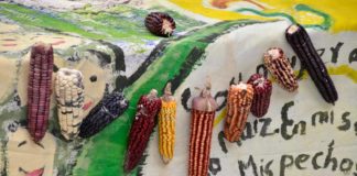 Propone quema de cosechas y cárcel a campesinos reforma a la Ley de Variedades Vegetales