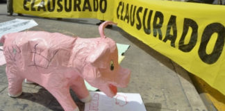 Organizaciones mayas alertan desistimiento judicial entre megaempresa porcícola y alcalde