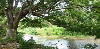 Más de 300 referentes y organizaciones firman Manifiesto Internacional en Defensa de los Chimalapas