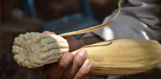 Piden a Presidencia emitir decreto contra glifosato y transgénicos