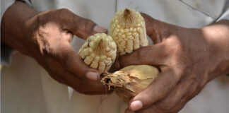 Piden a AMLO retirar “Decreto Scherer-Villalobos” por no prohibir glifosato ni transgénico