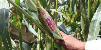 México es el tercer país a nivel mundial en producción orgánica